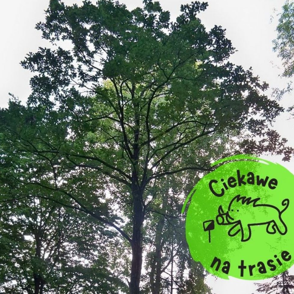 Ciekawostka z trasy (1)