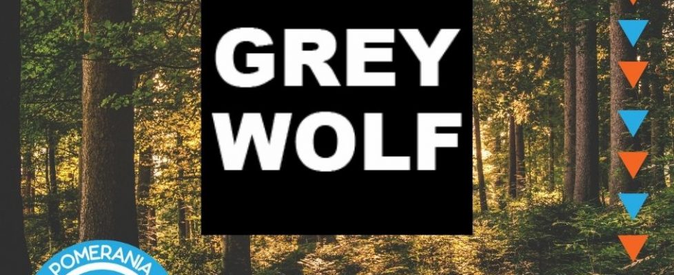 grey wolf