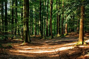 forest 972792_960_720
