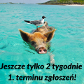 Jeszcze tylko 2 tygodnie 1. terminu zgłoszeń