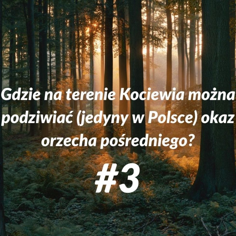 kociewie 3