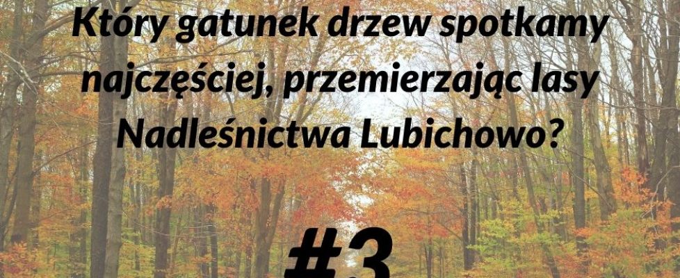 lasy 3